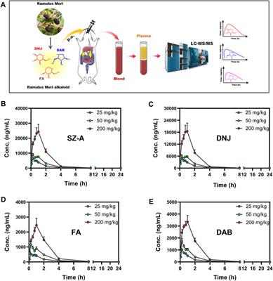 Pharmacokinetics and tissue distribution of Ramulus Mori (Sangzhi) alkaloids in rats and its effects on liver enzyme activity